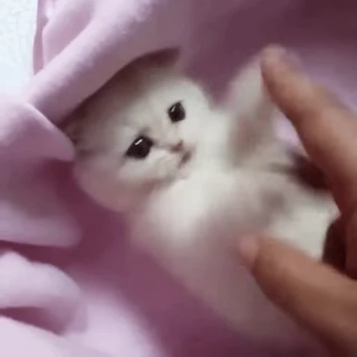 😅 Стикер «Котеки пиздяца» для Telegram