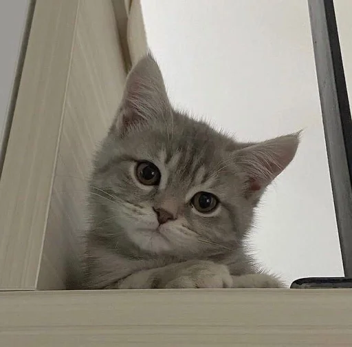 🤨 Стикер «kotikibest» для Telegram
