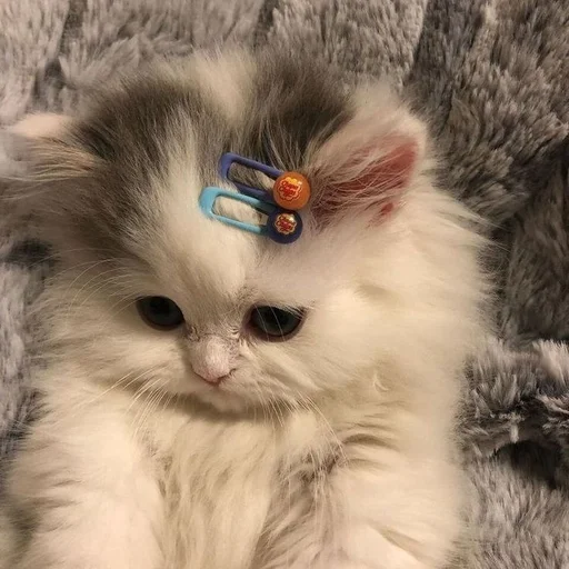 😵‍💫 Стикер «kotikibest» для Telegram