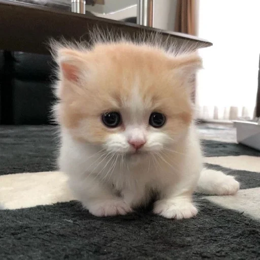 🥺 Стикер «kotikibest» для Telegram