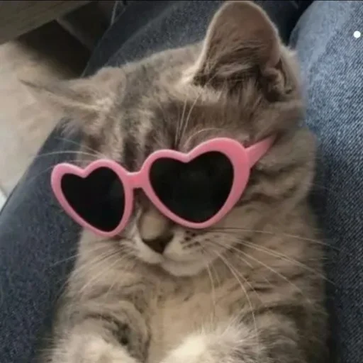😎 Стикер «kotikibest» для Telegram