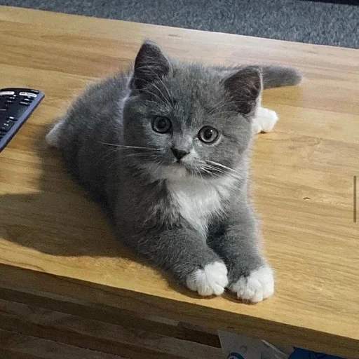☺️ Стикер «kotikibest» для Telegram