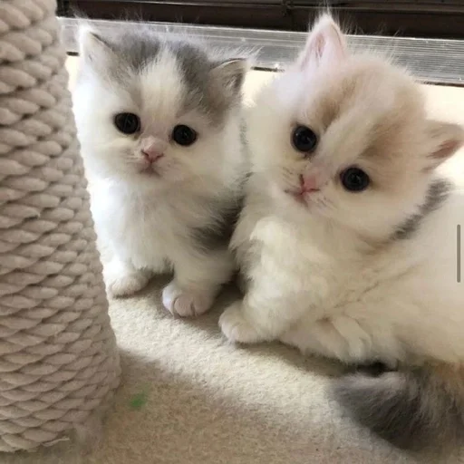 🥰 Стикер «kotikibest» для Telegram