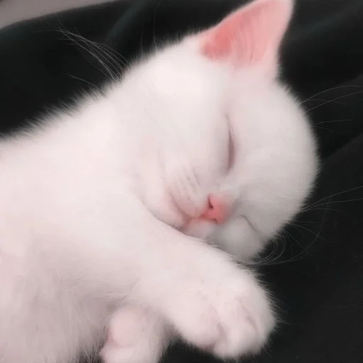 🥰 Стикер «kotikibest» для Telegram