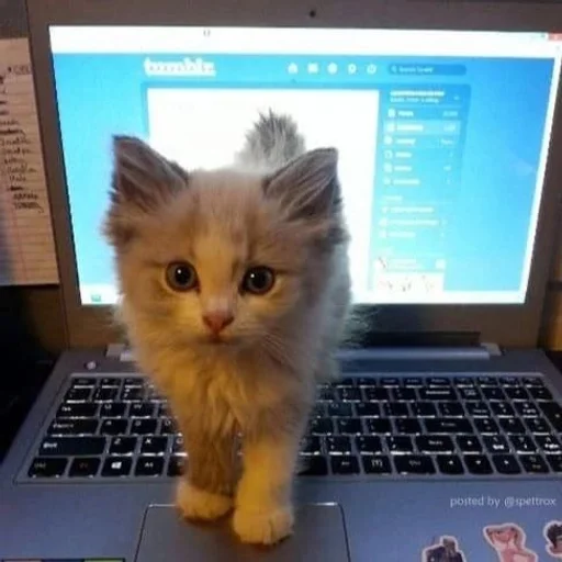 😇 Стикер «kotikibest» для Telegram