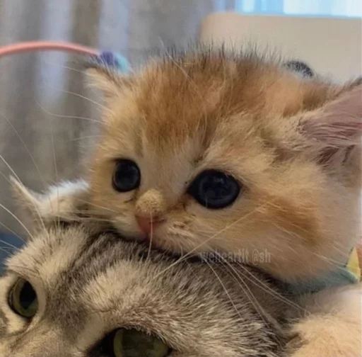 🥰 Стикер «kotikibest» для Telegram
