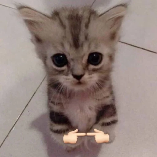 🥺 Стикер «kotikibest» для Telegram
