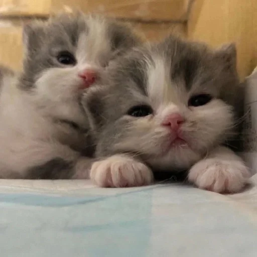 🥰 Стикер «kotikibest» для Telegram
