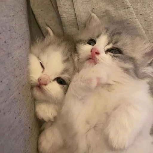 🥰 Стикер «kotikibest» для Telegram