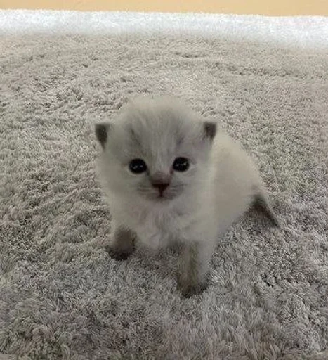🥺 Стикер «kotikibest» для Telegram