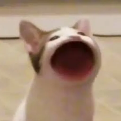 😄 Стикер «Kotiki Cat 6» для Telegram