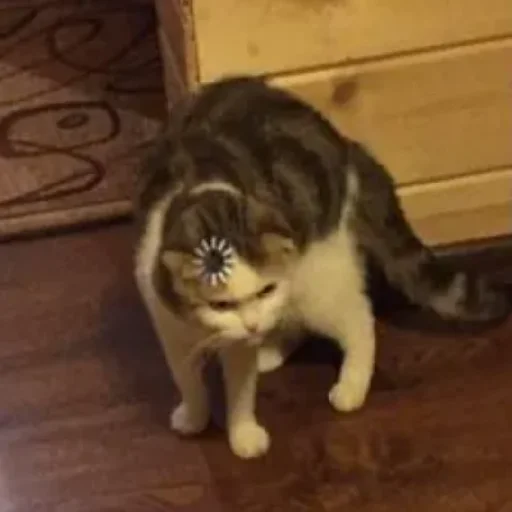 😄 Стикер «Kotiki Cat 6» для Telegram