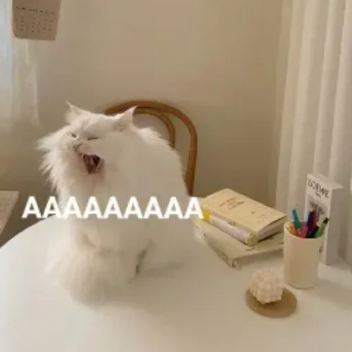 😄 Стикер «Kotiki Cat 6» для Telegram