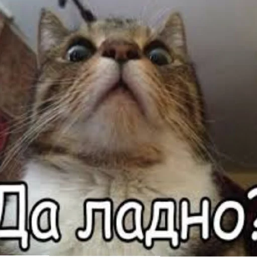 😄 Стикер «Kotiki Cat 6» для Telegram