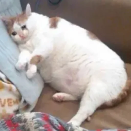 😄 Стикер «Kotiki Cat 6» для Telegram