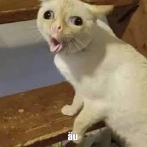 😄 Стикер «Kotiki Cat 6» для Telegram