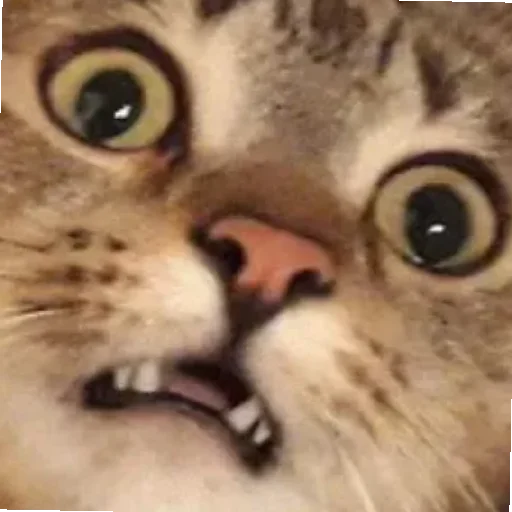 😄 Стикер «Kotiki Cat 6» для Telegram