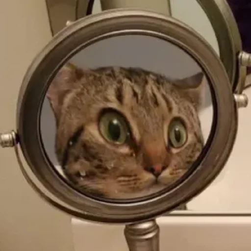 😄 Стикер «Kotiki Cat 6» для Telegram