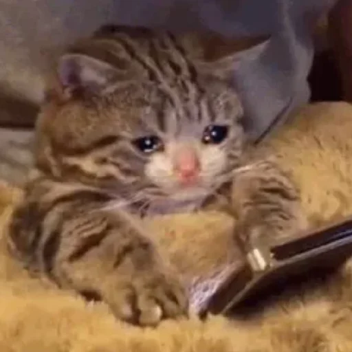 😄 Стикер «Kotiki Cat 6» для Telegram