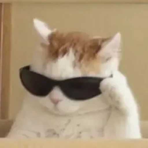 😄 Стикер «Kotiki Cat 6» для Telegram