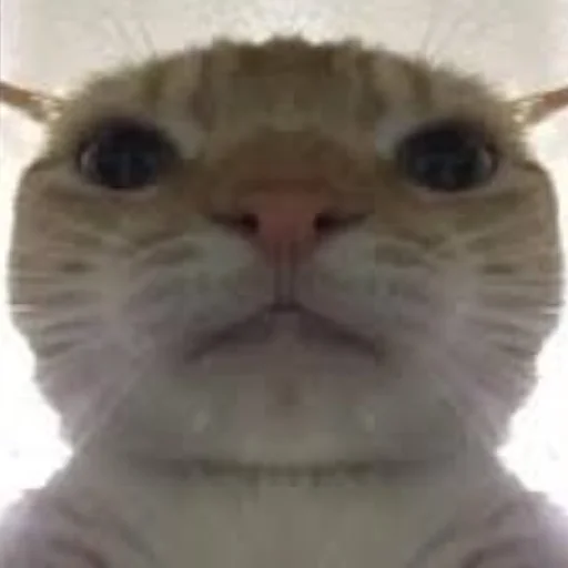 😄 Стикер «Kotiki Cat 6» для Telegram