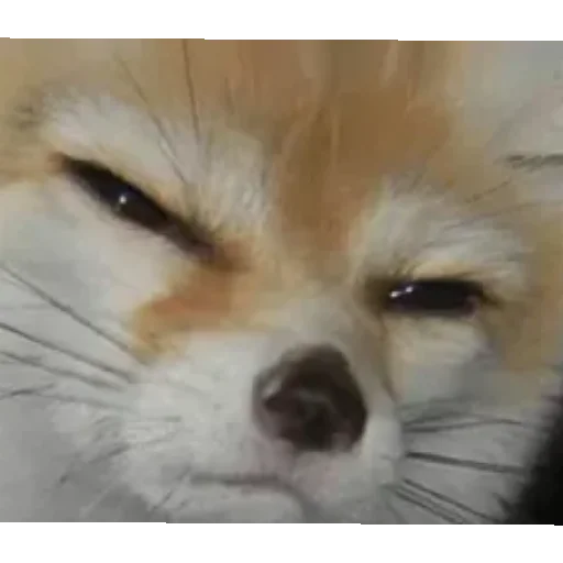 😄 Стикер «Kotiki Cat 6» для Telegram