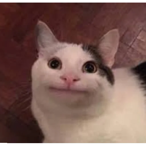 😄 Стикер «Kotiki Cat 6» для Telegram