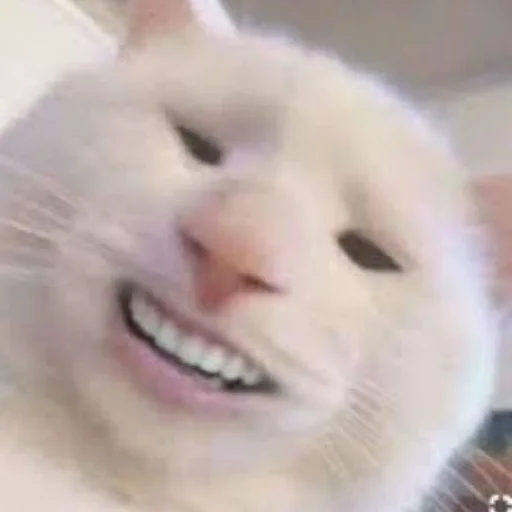 😄 Стикер «Kotiki Cat 6» для Telegram
