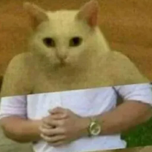 😄 Стикер «Kotiki Cat 6» для Telegram