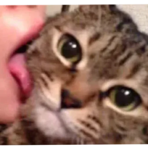 😄 Стикер «Kotiki Cat 6» для Telegram