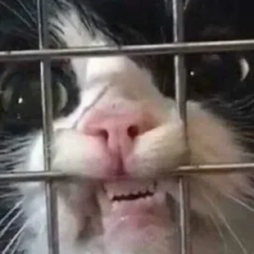 😄 Стикер «Kotiki Cat 6» для Telegram