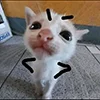 😍 Эмодзи «kotik» для Telegram