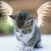 😃 Эмодзи «kotik» для Telegram