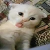 😅 Эмодзи «kotik» для Telegram