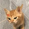 😰 Эмодзи «kotik» для Telegram