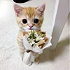 ❤️ Эмодзи «kotik» для Telegram