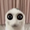 😎 Эмодзи «kotik» для Telegram