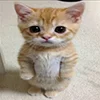 😡 Эмодзи «kotik» для Telegram