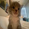 😬 Эмодзи «kotik» для Telegram