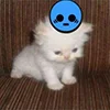 Эмодзи kotik для Telegram — скачать