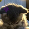 🤯 Эмодзи «kotik» для Telegram