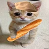 🙀 Эмодзи «kotik» для Telegram