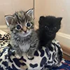 😿 Эмодзи «kotik» для Telegram