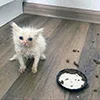 🥺 Эмодзи «kotik» для Telegram