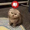 🙄 Эмодзи «kotik» для Telegram