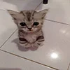 🤣 Эмодзи «kotik» для Telegram