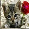 👍 Эмодзи «kotik» для Telegram