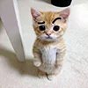 😉 Эмодзи «kotik» для Telegram