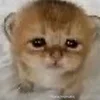 🥸 Эмодзи «kotik» для Telegram