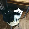 🤑 Эмодзи «kotik» для Telegram